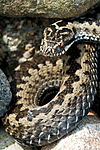 BB 11 0227 / Vipera berus / Hoggorm
